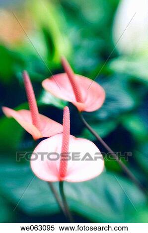 Pink Anthurium. Anthurium andreanum. November 2006, Maryland, USA View Large Photo Image Stock Photography - Pink Anthurium. Anthurium andreanum. November 2006, Maryland, USA. Fotosearch