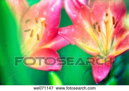 Pink Asiatic Lilies. June 2006, Maryland, USA View Large Photo Image Stock Photo - Pink Asiatic Lilies. June 2006, Maryland, USA. Fotosearch