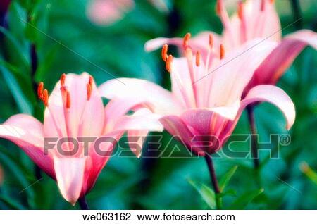 Pink Asiatic Lilies. Lilium hybrid, asiatic. June 2006, Maryland, USA View Large Photo Image Stock Image - Pink Asiatic Lilies. Lilium hybrid, asiatic. June 2006, Maryland, USA. Fotosearch