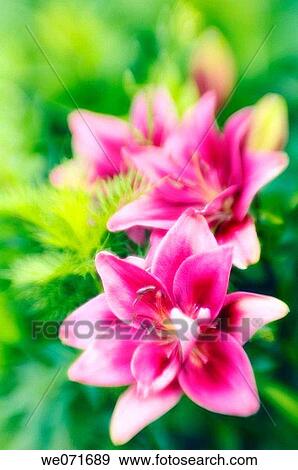 Pink Asiatic Lily. Lilium hybrid, asiatic. June 2006, Maryland, USA View Large Photo Image Stock Photo - Pink Asiatic Lily. Lilium hybrid, asiatic. June 2006, Maryland, USA. Fotosearch