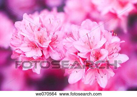 Pink Azalea. Rhododendron hybrid. April 2006. Maryland, USA View Large Photo Image Picture - Pink Azalea. Rhododendron hybrid. April 2006. Maryland, USA. Fotosearch