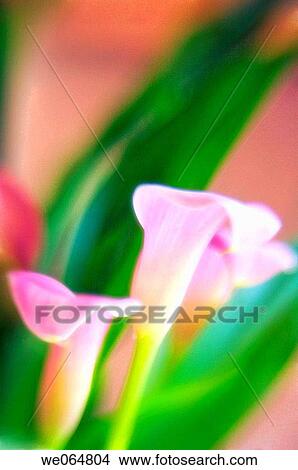 Picture - Pink Calla Lilies. Zantedeschia. March 2006, Maryland, USA. Fotosearch