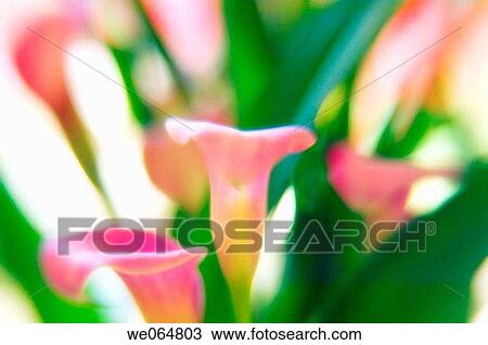 Pink Calla Lilies. Zantedeschia. March 2006, Maryland, USA View Large Photo Image Stock Image - Pink Calla Lilies. Zantedeschia. March 2006, Maryland, USA. Fotosearch