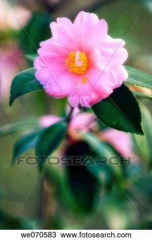 Pink Camellia Blossom. Camellia japonica, Camellia Winter's Joy, Tea family. January 2007. Maryland, USA View Large Photo Image Stock Image - Pink Camellia Blossom. Camellia japonica, Camellia Winter's Joy, Tea family. January 2007. Maryland, USA. Fotosearch