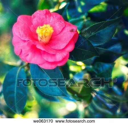 Pink Camellia. Camellia sinensis. January 2007, Maryland, USA View Large Photo Image Stock Image - Pink Camellia. Camellia sinensis. January 2007, Maryland, USA. Fotosearch