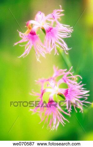 Stock Photo - Pink Carnations. Dianthus x hybrida Rainbow Loveliness. July 2006. Maryland, USA. Fotosearch