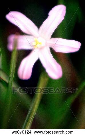 Picture - Pink Chionodoxa. Chionodoxa forbesii. March 2006, Maryland, USA. Fotosearch