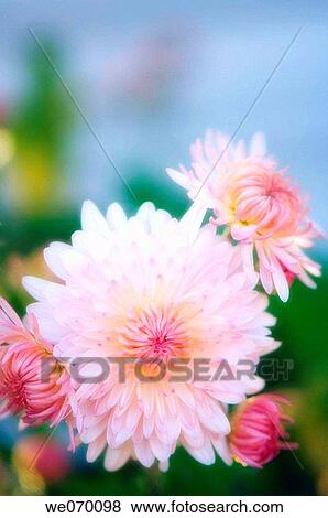 Pink Chrysanthemum Flowers. Dendranthema grandiflora. October 2006, Maryland, USA View Large Photo Image Stock Photo - Pink Chrysanthemum Flowers. Dendranthema grandiflora. October 2006, Maryland, USA. Fotosearch