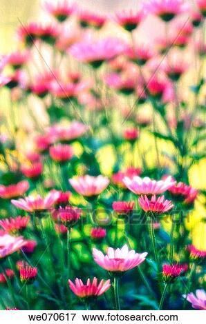 Pink Chrysanthemums. Dendranthema grandiflora. November 2006, Maryland, USA View Large Photo Image Stock Photo - Pink Chrysanthemums. Dendranthema grandiflora. November 2006, Maryland, USA. Fotosearch