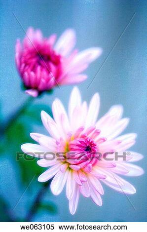 Pink Chrysanthemums. Dendranthema grandiflora. November 2006, Maryland, USA View Large Photo Image Stock Photography - Pink Chrysanthemums. Dendranthema grandiflora. November 2006, Maryland, USA. Fotosearch