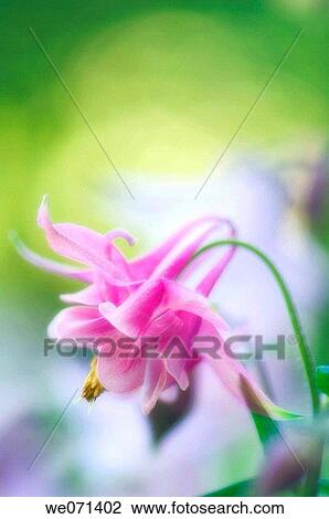 Pink Columbine Flower. Aquilegia formosa. May 2007, Maryland, USA View Large Photo Image Stock Image - Pink Columbine Flower. Aquilegia formosa. May 2007, Maryland, USA. Fotosearch