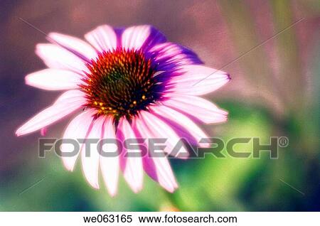 Stock Photography - Pink Coneflower. Echinacea purpurea. July 2005, Maryland, USA. Fotosearch
