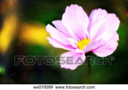 Pink Cosmos Flower. Cosmos bipinnatus. October 2006, Maryland, USA View Large Photo Image Stock Photo - Pink Cosmos Flower. Cosmos bipinnatus. October 2006, Maryland, USA. Fotosearch