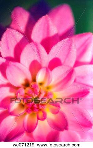 Pink Dahlia Close-up. Dahlia hybrid. September 2006, Maryland, USA View Large Photo Image Stock Photo - Pink Dahlia Close-up. Dahlia hybrid. September 2006, Maryland, USA. Fotosearch