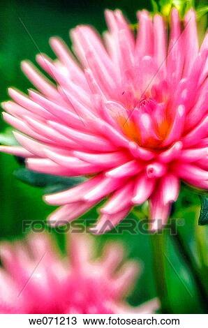 Pink Dahlia Flower. Dahlia hybrid. September 2006, Maryland, USA View Large Photo Image Stock Image - Pink Dahlia Flower. Dahlia hybrid. September 2006, Maryland, USA. Fotosearch