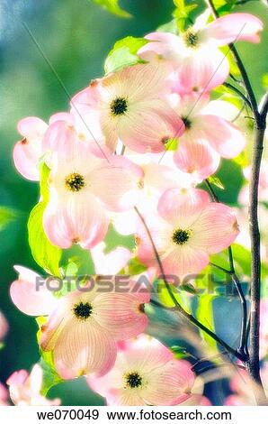 Pink Dogwood. Cornus florida. April 2007, Maryland, USA View Large Photo Image Stock Photo - Pink Dogwood. Cornus florida. April 2007, Maryland, USA. Fotosearch