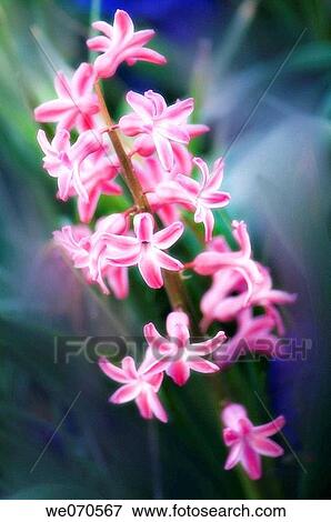 Pink Hyacinth Flower. Hyacinthus orientalis hybrid. April 2007. Maryland, USA View Large Photo Image Stock Photo - Pink Hyacinth Flower. Hyacinthus orientalis hybrid. April 2007. Maryland, USA. Fotosearch