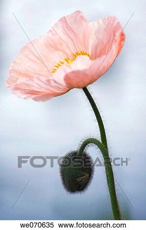 Stock Photography - Pink Iceland Poppy and Bud. Papaver nudicaule. March 2007, South Carolina, USA. Fotosearch