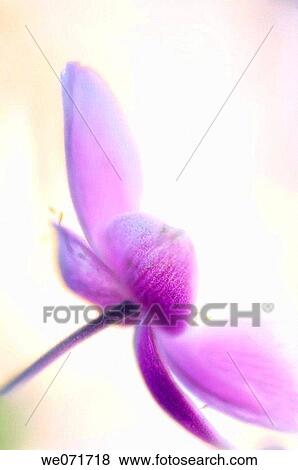 Stock Photo - Pink Japanese Anemone. Anemone hupehensis. September 2006, Maryland, USA. Fotosearch