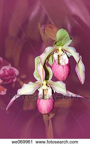 Pink lady slipper orchids View Large Photo Image Stock Image - Pink lady slipper orchids. Fotosearch