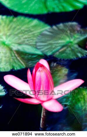 Pink Night-Blooming Tropical Waterlily. Nymphaea. September 2006, Maryland, USA View Large Photo Image Picture - Pink Night-Blooming Tropical Waterlily. Nymphaea. September 2006, Maryland, USA. Fotosearch