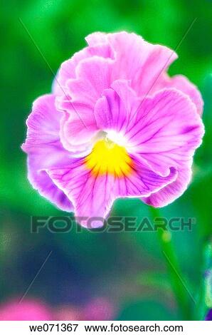 Pink Pansy Flower. Viola x wittrockiana. June 2006, Maryland, USA View Large Photo Image Stock Photo - Pink Pansy Flower. Viola x wittrockiana. June 2006, Maryland, USA. Fotosearch