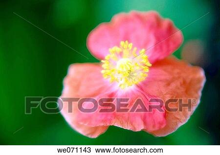 Pink Poppy Flower. Papaver rhoeas. July 2005, Maryland, USA View Large Photo Image Stock Image - Pink Poppy Flower. Papaver rhoeas. July 2005, Maryland, USA. Fotosearch