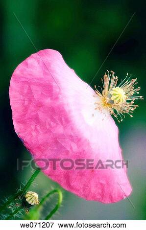 Pink Poppy Flower. Papaver rhoeas. June 2005, Maryland, USA View Large Photo Image Stock Photo - Pink Poppy Flower. Papaver rhoeas. June 2005, Maryland, USA. Fotosearch