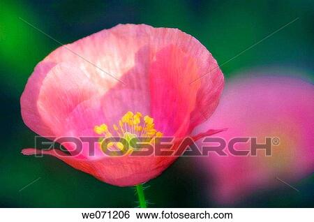 Pink Poppy Flower. Papaver rhoeas. June 2005, Maryland, USA View Large Photo Image Stock Photograph - Pink Poppy Flower. Papaver rhoeas. June 2005, Maryland, USA. Fotosearch