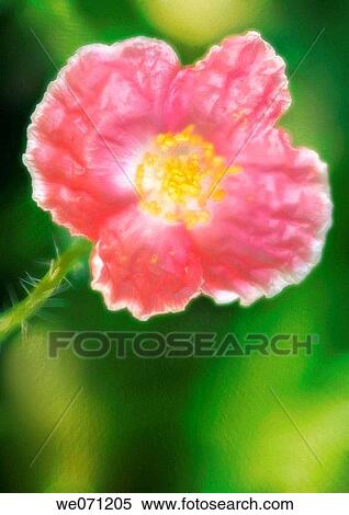 Pink Poppy Flower. Papaver rhoeas. June 2005, Maryland, USA View Large Photo Image Stock Photography - Pink Poppy Flower. Papaver rhoeas. June 2005, Maryland, USA. Fotosearch