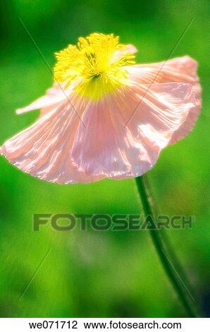Pink Poppy. Papaver nudicaule. March 2007, South Carolina, USA View Large Photo Image Stock Image - Pink Poppy. Papaver nudicaule. March 2007, South Carolina, USA. Fotosearch