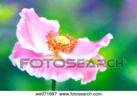 Stock Photo - Pink Poppy. Papaver rhoeas. June 2005, Maryland, USA. Fotosearch