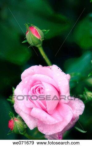 Pink Rose and Rose Buds. Rosa hybrid. June 2005, Maryland, USA View Large Photo Image Stock Photo - Pink Rose and Rose Buds. Rosa hybrid. June 2005, Maryland, USA. Fotosearch