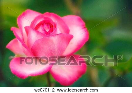 Pink Rose Bloom. Rosa hybrid. June 2006 View Large Photo Image Stock Image - Pink Rose Bloom. Rosa hybrid. June 2006. Fotosearch