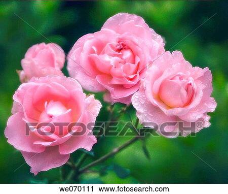 Stock Image - Pink Rose Blossom. Rosa hybrid. June 2006. Fotosearch