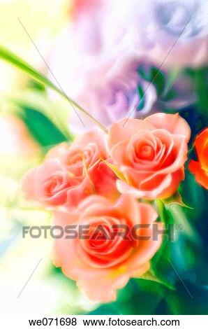 Pink Rose Bouquet. Rosa hybrid. November 2006, Maryland, USA View Large Photo Image Stock Photo - Pink Rose Bouquet. Rosa hybrid. November 2006, Maryland, USA. Fotosearch
