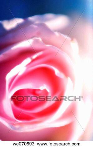 Pink Rose Close-up. Rosa hybrid. 2006. Maryland, USA View Large Photo Image Stock Image - Pink Rose Close-up. Rosa hybrid. 2006. Maryland, USA. Fotosearch
