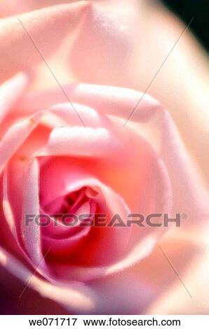 Pink Rose Close-up. Rosa hybrid. March 2007, Maryland, USA View Large Photo Image Stock Photo - Pink Rose Close-up. Rosa hybrid. March 2007, Maryland, USA. Fotosearch