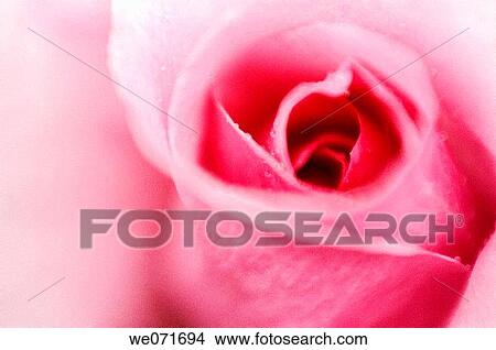 Pink Rose Close-up. Rosa hybrid. May 2006, Maryland, USA View Large Photo Image Picture - Pink Rose Close-up. Rosa hybrid. May 2006, Maryland, USA. Fotosearch