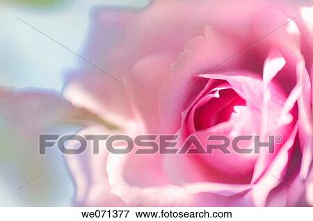 Pink Rose Close-up. Rosa hybrid. May 2006, Maryland, USA View Large Photo Image Stock Photo - Pink Rose Close-up. Rosa hybrid. May 2006, Maryland, USA. Fotosearch