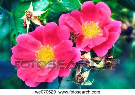 Pink Rose Duo. Rosa hybrid. June 2005, Maryland, USA View Large Photo Image Stock Photo - Pink Rose Duo. Rosa hybrid. June 2005, Maryland, USA. Fotosearch