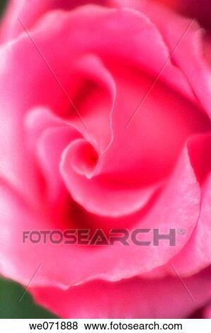Pink Rose Flower Close-up. Rosa hybrid. May 2006, Maryland, USA View Large Photo Image Stock Photo - Pink Rose Flower Close-up. Rosa hybrid. May 2006, Maryland, USA. Fotosearch