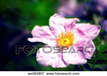 Pink Rose Flower. Rosa hybrid. May 2005, Maryland USA View Large Photo Image Stock Photo - Pink Rose Flower. Rosa hybrid. May 2005, Maryland USA. Fotosearch