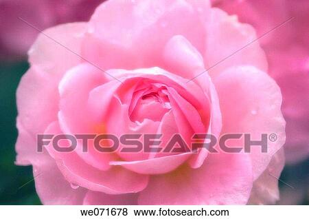 Pink Rose. Rosa hybrid. June 2005, Maryland, USA View Large Photo Image Stock Photo - Pink Rose. Rosa hybrid. June 2005, Maryland, USA. Fotosearch