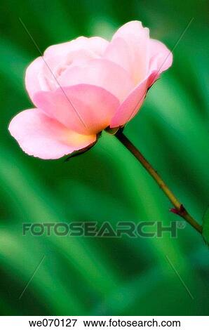 Pink Rose. Rosa hybrid. May 2005, Maryland, USA View Large Photo Image Stock Photo - Pink Rose. Rosa hybrid. May 2005, Maryland, USA. Fotosearch