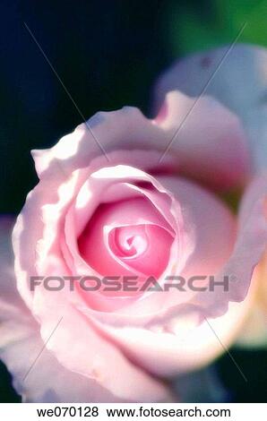 Pink Rose. Rosa hybrid. May 2005, Maryland, USA View Large Photo Image Stock Photo - Pink Rose. Rosa hybrid. May 2005, Maryland, USA. Fotosearch