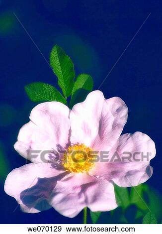 Pink Rose. Rosa hybrid. May 2005, Maryland, USA View Large Photo Image Stock Photo - Pink Rose. Rosa hybrid. May 2005, Maryland, USA. Fotosearch