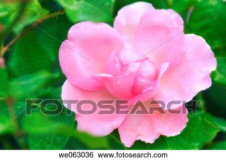 Pink Rose. Rosa hybrid. May 2005, Maryland, USA View Large Photo Image Stock Photograph - Pink Rose. Rosa hybrid. May 2005, Maryland, USA. Fotosearch