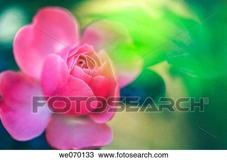 Pink Rose. Rosa hybrid. May 2006, Maryland, USA View Large Photo Image Stock Image - Pink Rose. Rosa hybrid. May 2006, Maryland, USA. Fotosearch