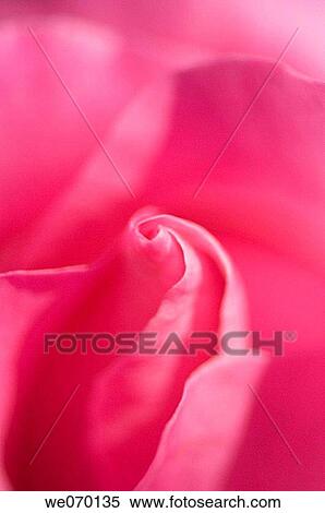 Pink Rose. Rosa hybrid. November 2006, Maryland, USA View Large Photo Image Stock Photography - Pink Rose. Rosa hybrid. November 2006, Maryland, USA. Fotosearch